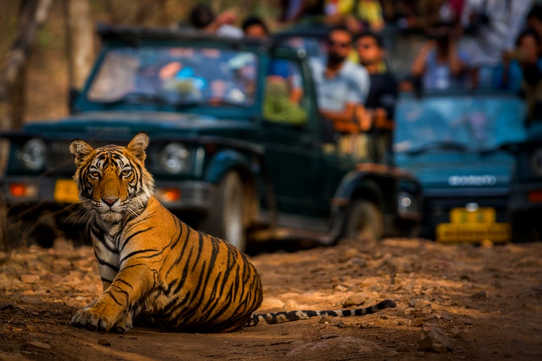 A tiger resting in the open at Ranthambore, safari vehicles drawn up at a distance behind